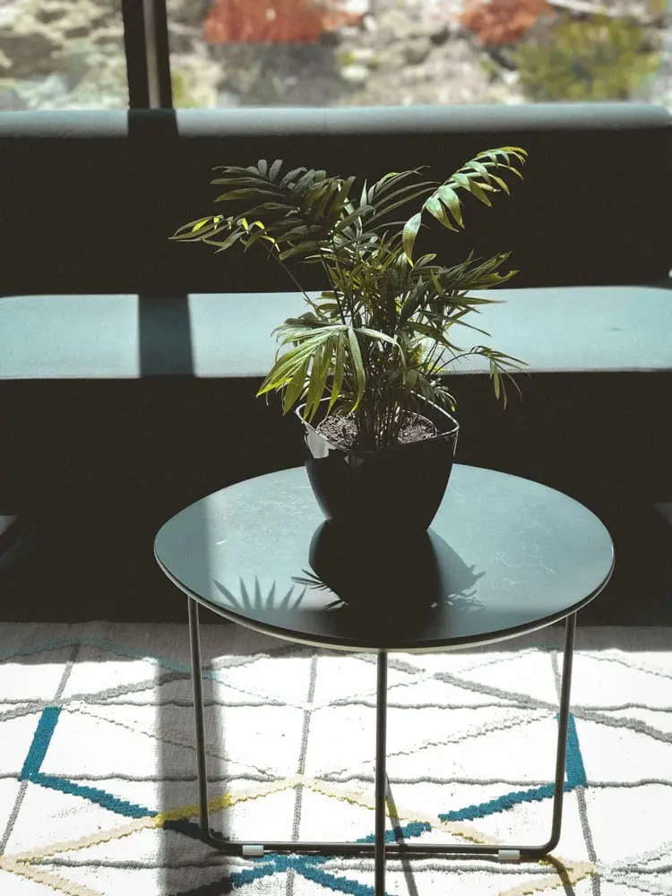 green leafed plant